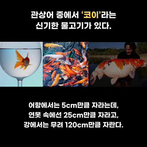 밥 프록터 생각의 시크릿 카드리뷰